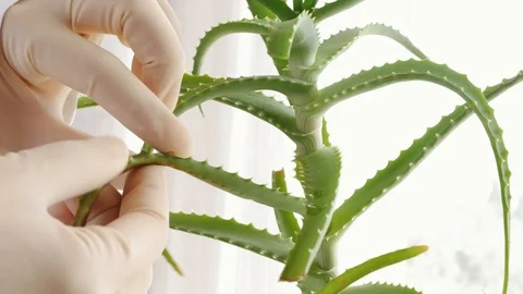 Scientist breaks off a piece of aloe leaf, lab, sterile, gloves Stock Footage 108031034