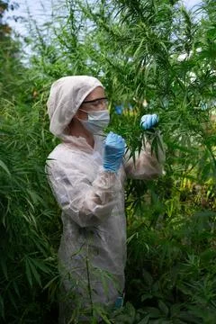 Scientist Carefully Examining and Analyzing Cannabis Plants in Controlled Stock Photos