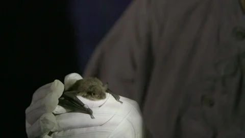 Scientist carrying small bat in hand 動画素材 97597476