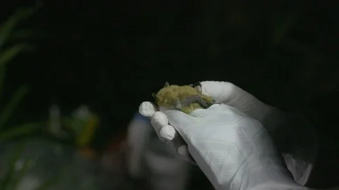 Scientist carrying small bat in hand Stock-Footage 97597683
