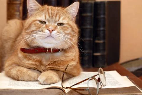Scientist cat Stock Photos