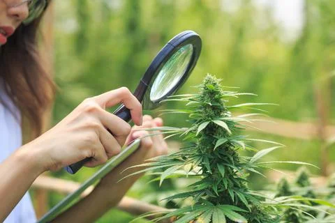 Scientist checking and analizing hemp plants, signing the results with laptop Stock Photos