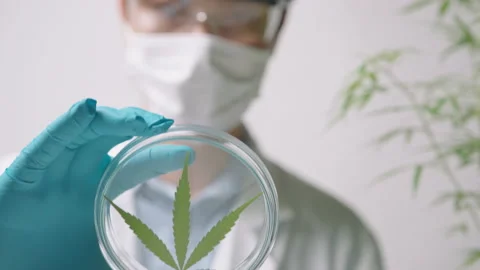 A scientist is checking and analyzing a cannabis sativa experiment , hemp pla Video stock 153300503