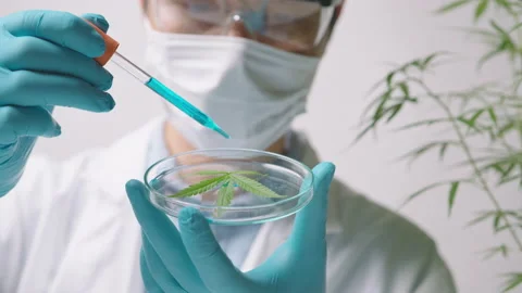 A scientist is checking and analyzing a cannabis sativa experiment , hemp pla 스톡 동영상 153300572