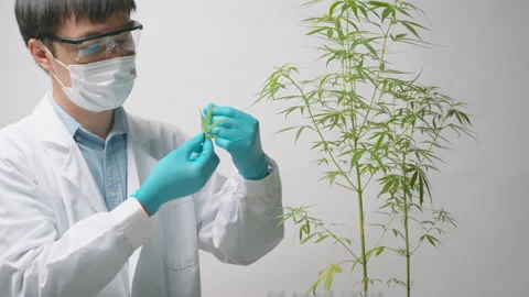 A scientist is checking and analyzing a cannabis sativa experiment , hemp pla Stock Footage 153300751