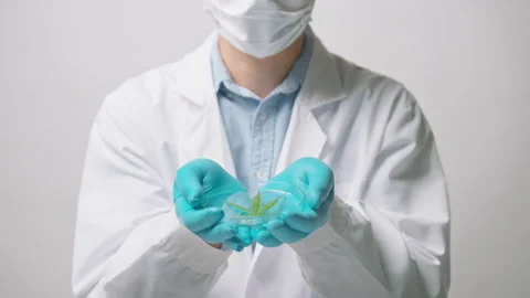 A scientist is checking and analyzing a cannabis sativa experiment , hemp pla Vídeos de archivo 153300784