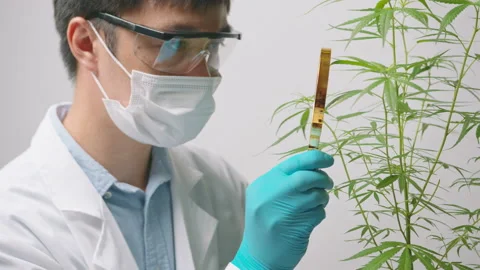 A scientist is checking and analyzing a cannabis sativa experiment , hemp pla Vídeos de archivo 153301022