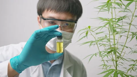 A scientist is checking and analyzing a cannabis sativa experiment , hemp pla Vídeos de archivo 153301051