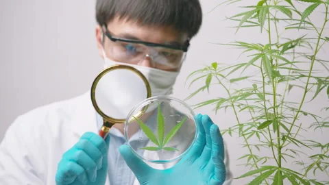 A scientist is checking and analyzing a cannabis sativa experiment , hemp pla 動画素材 153301376