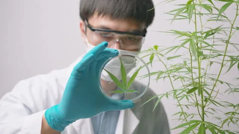 A scientist is checking and analyzing a cannabis sativa experiment , hemp pla Video stock 153301401