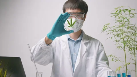 A scientist is checking and analyzing a cannabis sativa experiment , hemp pla Stock Footage 153301641