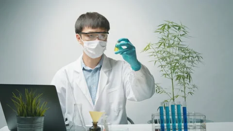 A scientist is checking and analyzing a cannabis sativa experiment , hemp pla 動画素材 153301705