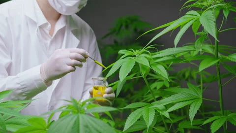 A scientist is checking and analyzing a cannabis experiment , holding beaker  動画素材 158520584