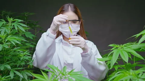 A scientist is checking and analyzing a cannabis experiment , holding beaker  Видео 158520608