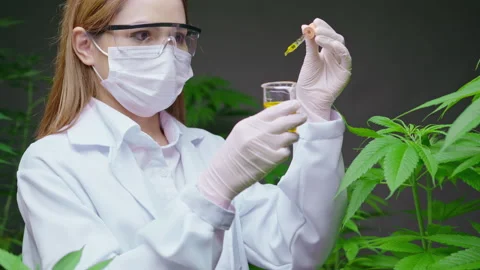 A scientist is checking and analyzing a cannabis experiment , holding beaker  Vídeo Stock 158520656