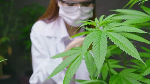 Scientist is checking and analyzing a cannabis leaves for experiment , hemp p Vidéo 158521530