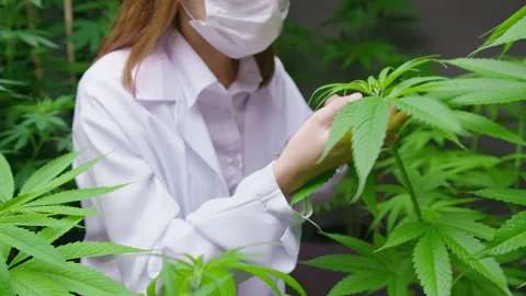 Scientist is checking and analyzing a cannabis leaves for experiment , hemp p Stock Footage 158521567