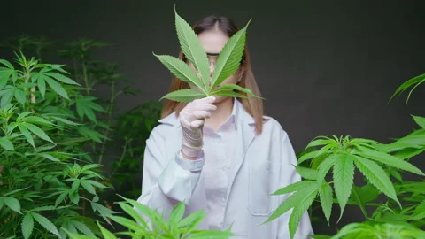 Scientist is checking and analyzing a cannabis leaves for experiment , hemp p Vidéo 158521656
