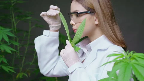 Scientist is checking and analyzing a cannabis leaves for experiment , hemp p 動画素材 158521986