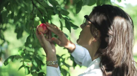 Scientist checking the apple in the orchard Stockbeeldmateriaal 33913195