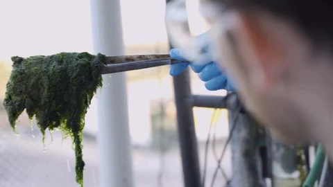 Scientist checking lab-grown algae for research in biotech and food engineering Stock Footage 112662433