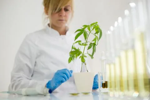 Scientist checking the marijuana plant progress in a laboratory Foto stock