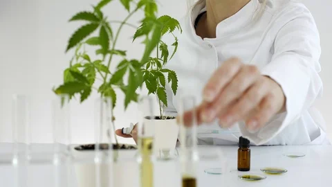 Scientist checking a pharmaceutical CBD oil in a laboratory on watch glass Stock Footage 108782973