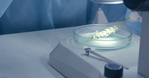 A scientist is checking the quality of spring wheat in the laboratory Stock Footage 78873022