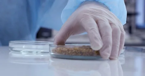 A scientist is checking the quality of wheat seeds in the laboratory Vidéo 78874594