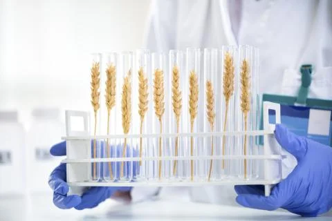 Scientist checking sample of wheat at tubes, doing contol about change at res Stock Photos