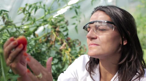 Scientist checking the tomato and smiling to the camera Vídeos de archivo 33911030