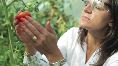 Scientist checking a tomato in the greenhouse 스톡 동영상 33913232
