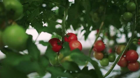 Scientist checking a tomato in the greenhouse Stock Footage 55215371