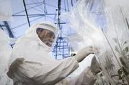 Scientist In Clean Suit Working In Greenhouse Stock Photos