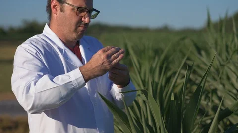 Scientist Collecting a Plant Sample in a Test Tube Outside In a Field Stock Footage 93106491