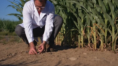 Scientist Collects Soil Sample in a Laboratory Test Tube Outside in a Field Stock Footage 93038610