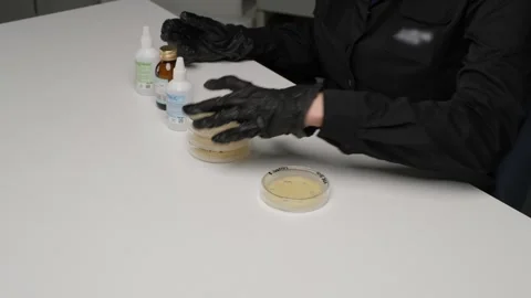 Scientist Conducting Bacteria Testing in Laboratory Stock Footage 302888561