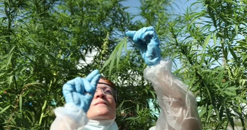 A Scientist is Conducting a Comprehensive Analysis of the Cannabis Plant in Lab Stock Footage 285030399