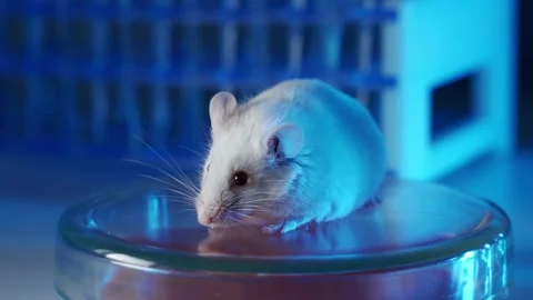 A scientist is conducting an experiment on laboratory animals. White mouse Stock Footage 131102928