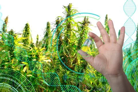 Scientist conducting research on medical marijuana on background of green can Stock Photos