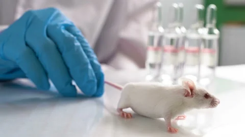 A scientist conducts an experiment on a laboratory mouse. Concept - DNA research Stock Footage 101219267
