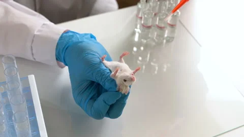 A scientist conducts an experiment on a laboratory mouse. The researcher works Video stock 101220116