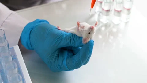 A scientist conducts an experiment on a laboratory mouse. Concept - DNA research Stock Footage 101220709