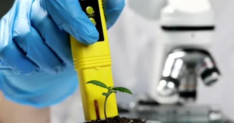 Scientist conducts phytopathological testing of plants under microscope in Vidéo 234004773