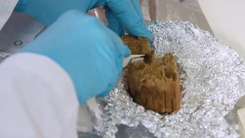 Scientist cutting Piece of Wood with Sharp Knife  Vídeos de archivo 145055723
