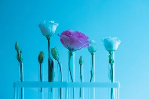 Scientist is developing natural cosmetics extract aroma oil from flowers. Buds Stock Photos