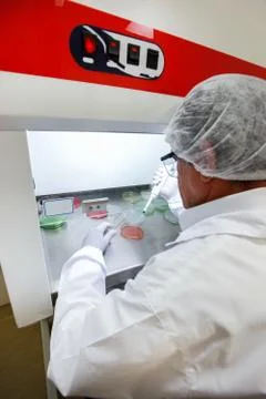 Scientist doing bacterial analysis Stock Photos