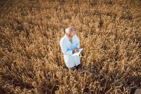 Scientist doing field test of new GMO grain for better yield Stock Photos