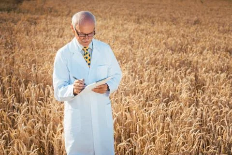 Scientist doing field test of new GMO grain for better yield 스톡 사진