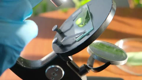 Scientist doing leaf analysis of a plant sample under a microscope, close-up Stock Footage 154203209